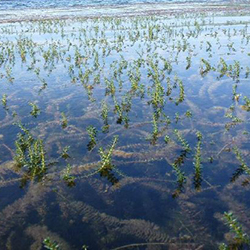 Weed Control