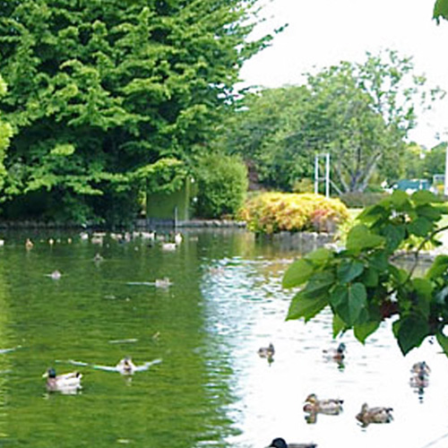 https://www.parklink.nz/wp-content/uploads/2024/08/parklink-cornwall-park-pond-feature.jpg