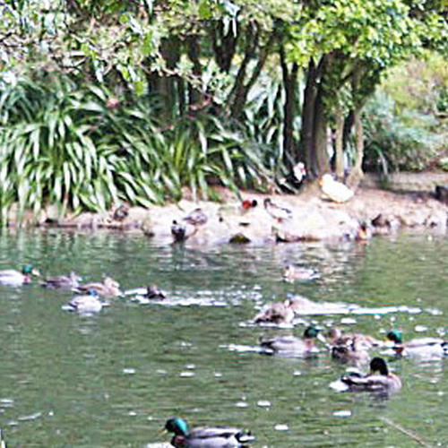https://www.parklink.nz/wp-content/uploads/2024/08/parklink-williams-park-pond-feature-1.jpg